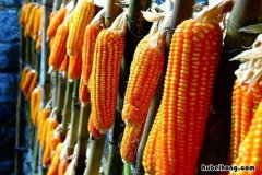 玉米陈种子能种吗 陈玉米种和新玉米种有什么区别