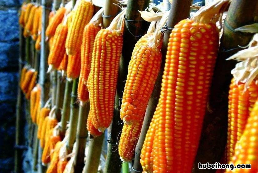 玉米陈种子能种吗 陈玉米种和新玉米种有什么区别