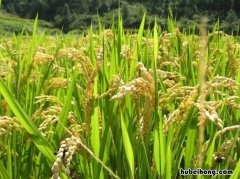 北方稻谷一年可以种几季 北方几月份种水稻