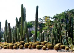 厦门市万石植物园好玩吗 厦门万石植物园哪个入口比较好