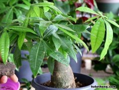 发财树枝全部剪掉然后能发芽吗 发财树新芽可以剪吗