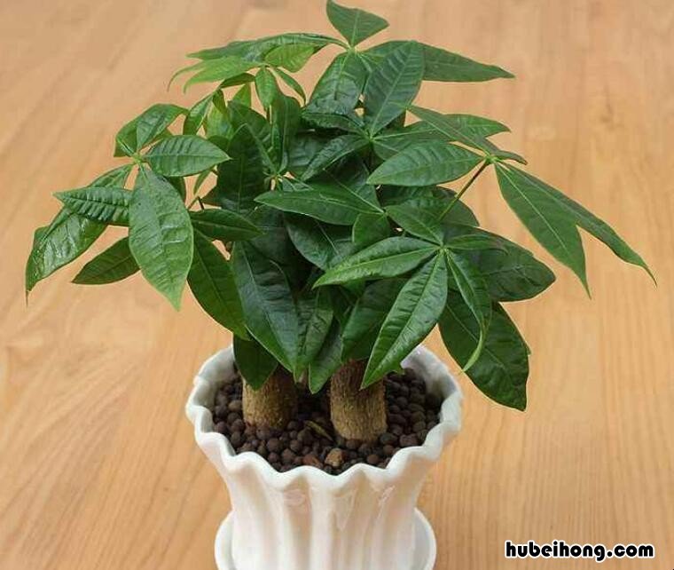发财树掉叶子的原因是什么呢 发财树掉叶子的原因是什么意思