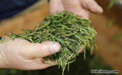 茶叶潮了.有什么办法处理? 茶叶怎么除潮