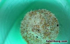 海蛎煎饼的做法和配方 正宗海蛎煎饼做法