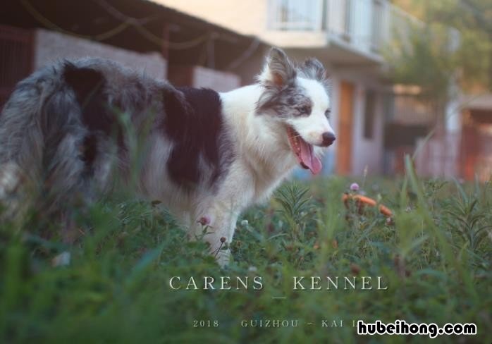 犬舍主演 犬舍剧照