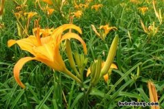 油炸黄花菜 黄花菜油炸的吃法