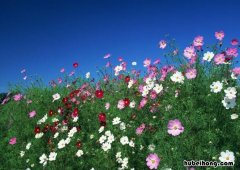 形容花好看的词语有哪些 形容花好看的词语有哪些四个字
