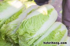 晚上吃大白菜可以减肥吗 晚餐吃大白菜能减肥吗