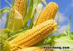 碳水化合物高的食物有哪些? 哪些食物是含碳水化合物比较高的