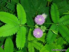 含羞草种子怎么种? 含羞草花的种子