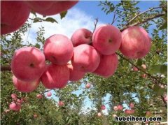 青岛特产十大名吃 青岛土特产什么可以带回家