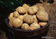 河南土豆种植时间和生长期 河南土豆什么季节种植
