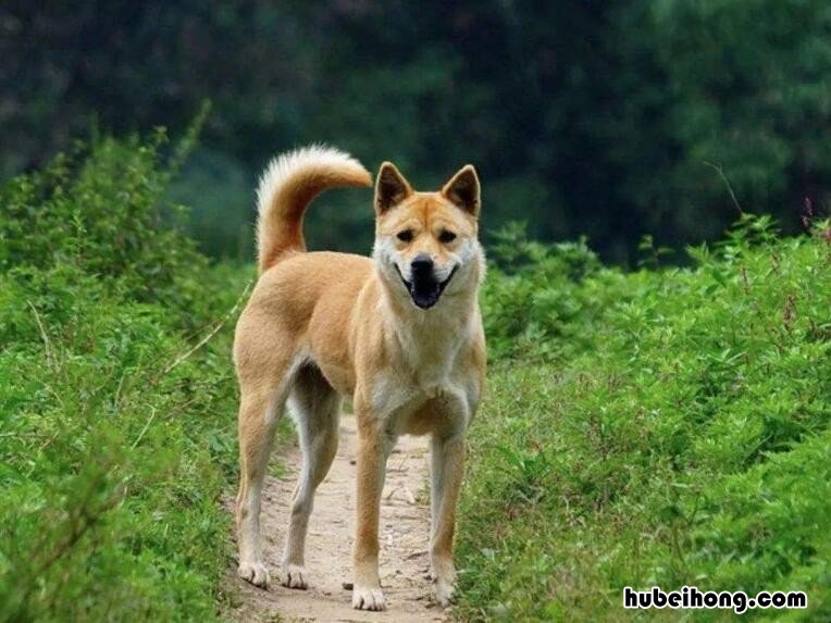 在农村养土狗赚钱吗知乎文章 在农村养土狗赚钱吗知乎全文