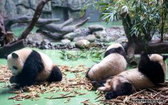 成都熊猫基地旅游攻略路线图 成都必去的几个景点