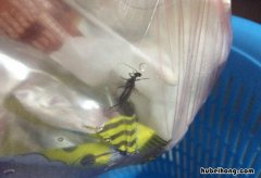 垃圾桶有虫子怎么消除掉小妙招 垃圾桶有虫子怎么消除掉图片