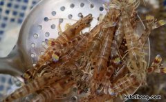白灼虾要去虾线吗白灼基围虾 白灼基围虾虾线什么时候去除