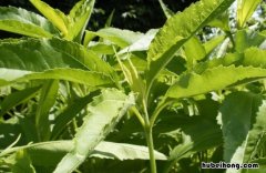 描写植物的优美句子有哪些10字 描写一种植物10个字