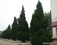 墓地种植什么树好看 墓地种什么树比较好