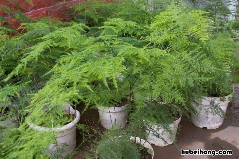 水培转运竹烂根怎么办 水竹烂根怎么办