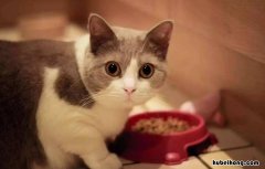 养猫应该怎么驱蚊 养猫该怎么驱蚊