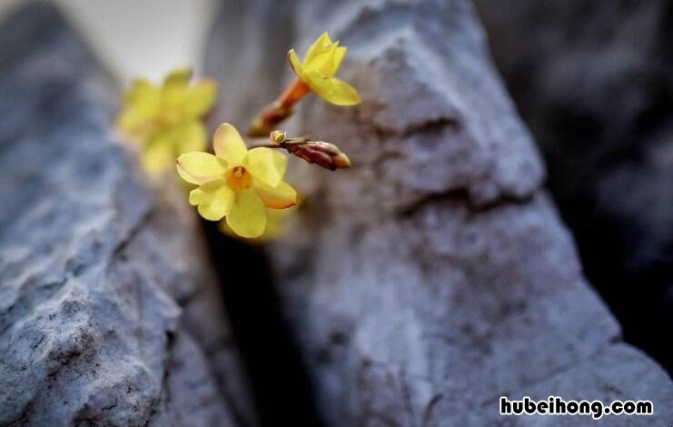 心死莫大于哀下一句话 形容哀莫大于心死的句子