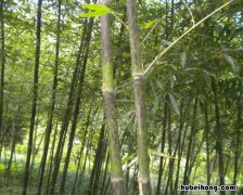 湘妃竹品级 湘妃竹名贵吗