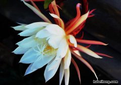 昙花是名贵花吗 昙花到底是什么花