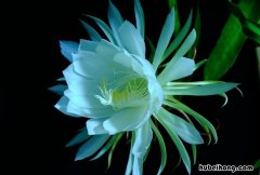 昙花最珍贵的品种有哪些图片 昙花最珍贵的品种有哪些呢