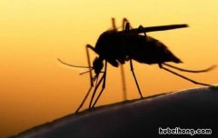 夏天什么方法驱蚊效果好 夏天驱蚊的方法有哪些图片大全