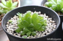 夏天换盆的多肉应该注意什么 多肉夏天换盆可以吗