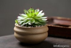 最漂亮的多肉品种图片 多肉植物有哪些品种大全图片