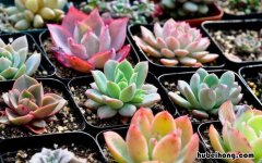 有的多肉植物为什么会徒长?怎么可以避免? 多肉植物为什么徒长