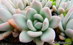 多肉植物叶子烂了怎么办视频 多肉植物叶子烂了怎么办用什么药