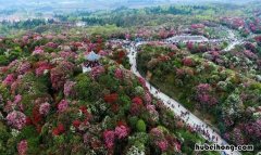 黔西百里杜鹃门票价格 黔西百里杜鹃风景区