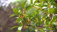 杭州市花是什么花中国各市的市花 杭州市花是什么人