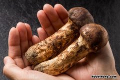 松茸有哪些种类 松茸属于什么产品