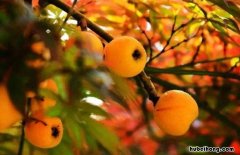 摘枇杷是什么季节 枇杷的采摘季节