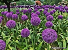 葱花怎样种植 大花葱怎么种植