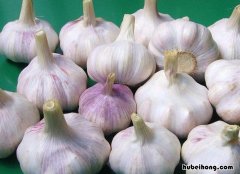 大蒜放冰箱冷藏可以吗多久 大蒜能放冰箱冷藏吗?