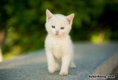 怎样防止猫钻进发动机舱内 猫在发动机舱怎么办