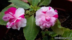 重瓣凤仙花是水梅花吗? 凤仙花和水梅花是一个一个花种吗