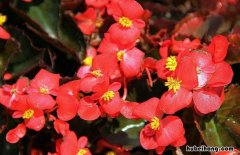海棠树苗几年能开花结果 海棠老桩发芽后什么时候开花