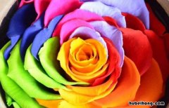 永生花是真花还是假花? 国产永生花有毒吗
