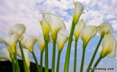 海芋花和马蹄莲的区别 海芋和马蹄莲是一种花吗