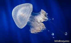 鲜海蜇可以放冷冻里储存吗 新鲜海蜇怎么处理才能吃