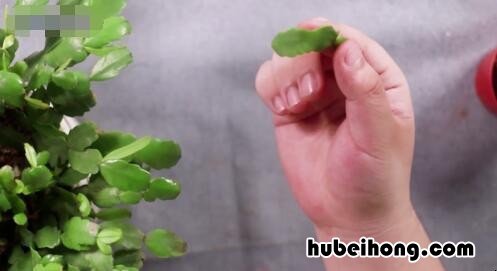 如何嫁接蟹爪兰和仙人掌视频教程 蟹爪兰和仙人掌怎么嫁接