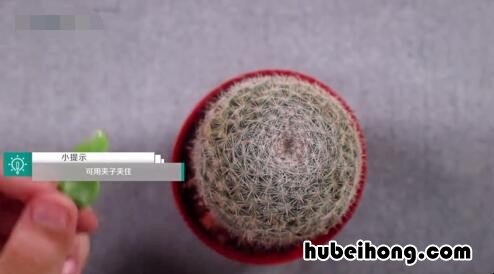 如何嫁接蟹爪兰和仙人掌视频教程 蟹爪兰和仙人掌怎么嫁接