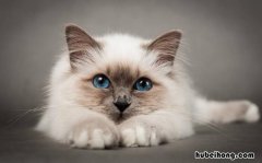 怎样能把猫吸引过来 怎样可以把猫吸引过来