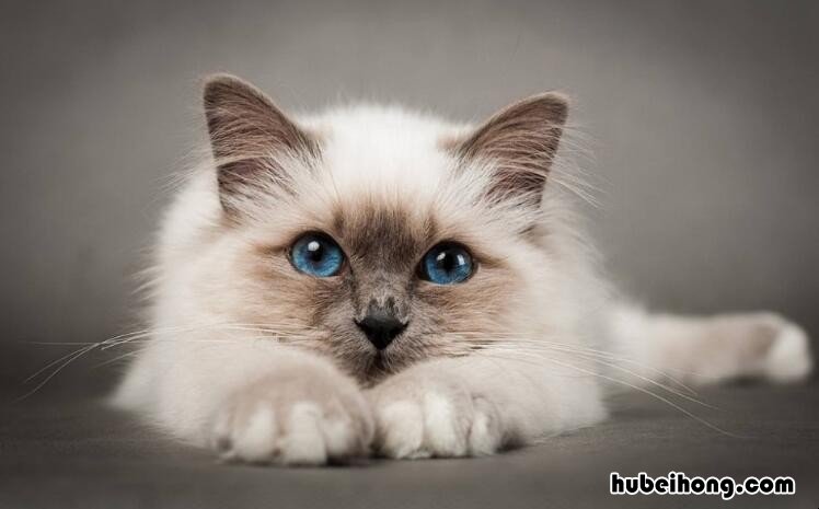 怎样能把猫吸引过来 怎样可以把猫吸引过来