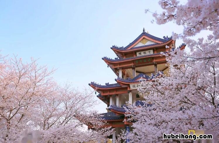 鼋头渚 樱花 时间 鼋头渚樱花开放时间